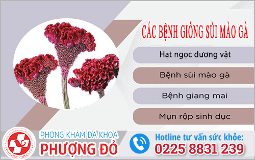 Các bệnh giống sùi mào gà rất dễ gây nhầm lần