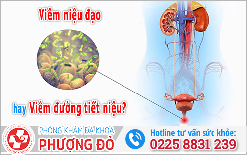 Viêm niệu đạo và viêm đường tiết niệu: Chuyên gia phân tích chi tiết