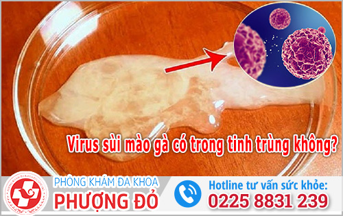 Virus sùi mào gà có trong tinh trùng không? Chuyên gia giải đáp