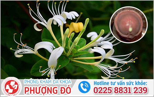 Chữa bệnh Lậu bằng cây thuốc nam Kim ngân hoa