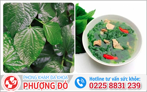 Cải thiện tình trạng xuất tinh bằng lá lốt 