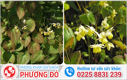 Dâm dương hoắc trong các bài thuốc cải thiện sinh lý nam