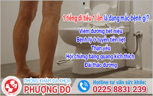 1 tiếng đi tiểu 1 lần là bệnh gì?