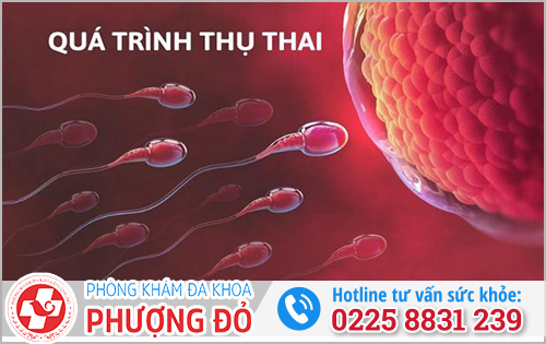 Quá trình thụ thai