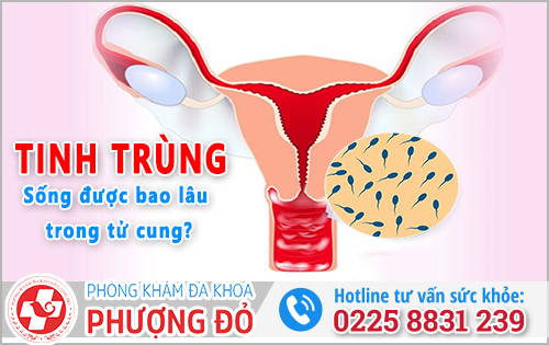 Tinh trùng sống được bao lâu trong tử cung?