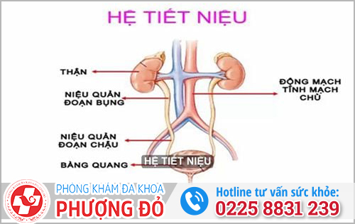 Bị viêm đường tiết niệu tái phát nhiều lần