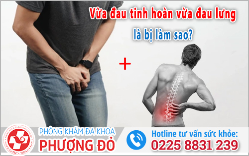Vừa đau tinh hoàn vừa đau lưng